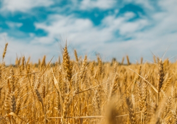 11TH SUNDAY IN ORDINARY TIME, JUNE 14th, 2026